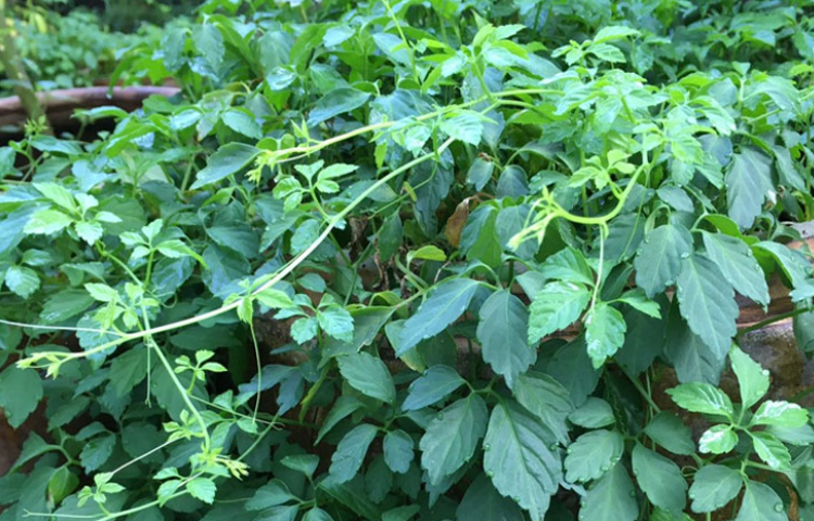 Giảo Cổ Lam (Dạ Cổ Lam - Gynostemma pentaphyllum)